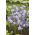 Hiacynt kalifornijski, Brodiaea - Queen Fabiola - 10 szt.