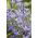 Hiacynt kalifornijski, Brodiaea - Queen Fabiola - 10 szt.
