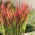Imperata cylindryczna - Red Baron - 1 szt.
