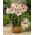 Hipeastrum - Amarylis - Apple Blossom