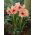 Hippeastrum, Amarylis, Zwartnica - Rilona - 1 cebula