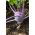 Kalarepa Wener Blauwe - ciemnofioletowa - 260 nasion