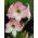 Hipeastrum - Amarylis - Apple Blossom