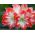 Hippeastrum, Amarylis, Zwartnica - Minerva - 1 cebula
