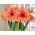 Hippeastrum, Amarylis, Zwartnica - Rilona - 1 cebula