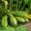 Cukinia Nimba - 100 gram - 600 nasion