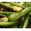 Cukinia Nimba - 100 gram - 600 nasion