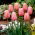 Tulipan Menton - 5 cebulek