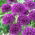 Czosnek ozdobny Purple Sensation - 3 cebulki