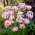 Czosnek różowy - Allium roseum - 20 cebulek