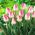 Tulipan Innuendo - opak. 5 szt.