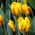 Tulipan Ravana - opak. 5 szt.