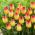 Tulipan Suncatcher - opak. 5 szt.