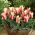 Tulipan Turkish Delight - opak. 5 szt.
