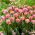 Tulipan Vogue - opak. 5 szt.
