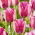 Tulipan Hotpants - 5 szt.