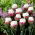 Tulipan Ice Cream - lodowy - 5 szt.