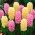 Zestaw hiacyntów - różowy i żółty - 24 szt.