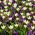 Zestaw - krokus fioletowy i tulipan kremowy - 50 szt.