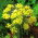 Allium moly - Czosnek złocisty - 20 cebulek