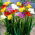 Freesia - Frezja pełna mix kolorów - 10 cebulek