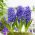 Hiacynt Blue Pearl - op. 3 szt.