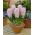 Hiacynt China Pink - op. 3 szt.