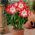 Hippeastrum, Amarylis, Zwartnica - Minerva - 1 cebula
