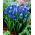 Szafirek Muscari Dark Eyes - op. 5 szt.