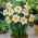 Narcyz Flower Record - 5 cebul