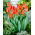 Tulipan Fidelio - opak. 5 szt.