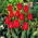 Tulipan Bastogne - 5 cebulek