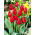 Tulipan Hollandia  opak. 5 szt.