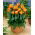 Tulipan Orange Princess - 5 cebulek