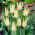 Tulipan Saporro - opak. 5 szt.