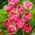 Tulipan Up Star - opak. 5 szt.