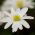Zawilec grecki - White Splendour - 8 szt.