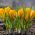 Krokus Golden Yellow - duża paczka! - 200 szt.