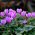 Cyklamen neapolitański - Cyclamen neapolitanum - 1 bulwa