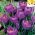 Krokus Flower Record - 10 szt.