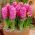 Hiacynt Pink Pearl - 3 cebulki