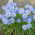 Ipheion - Ifejon - Rolf Fiedler - 10 szt.