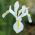 Irys holenderski White Excelsior - 10 cebulek
