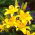 Lilia azjatycka żółta - Yellow - 1 cebula