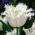Tulipan Swan Wings - 5 cebulek