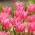 Tulipan China Pink - opak. 5 szt.