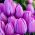 Tulipan Magic Lavender - 5 cebulek