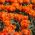 Tulipan Orange Princess - 5 cebulek