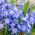 Śnieżnik niebieski - Chionodoxa forbesi blue - 10 sztuk