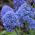 Szafirek Muscari Blue Spike - 10 cebulek